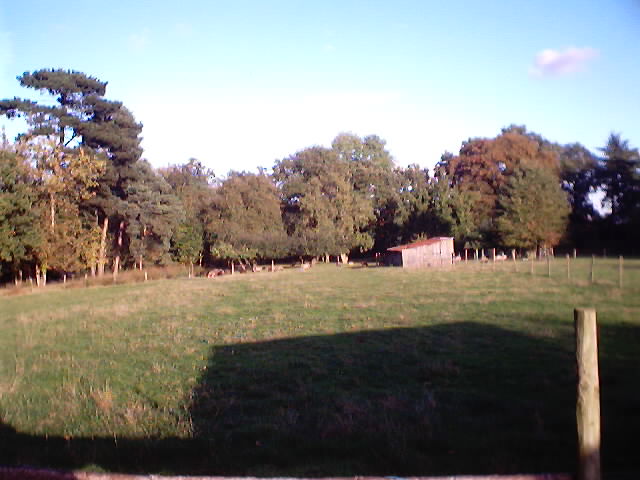 Fields around the farm, with sheep in the background