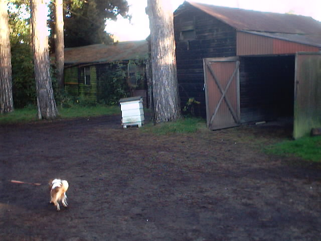 Our Doggie near the bee hives. (bee's are now in hibernation)