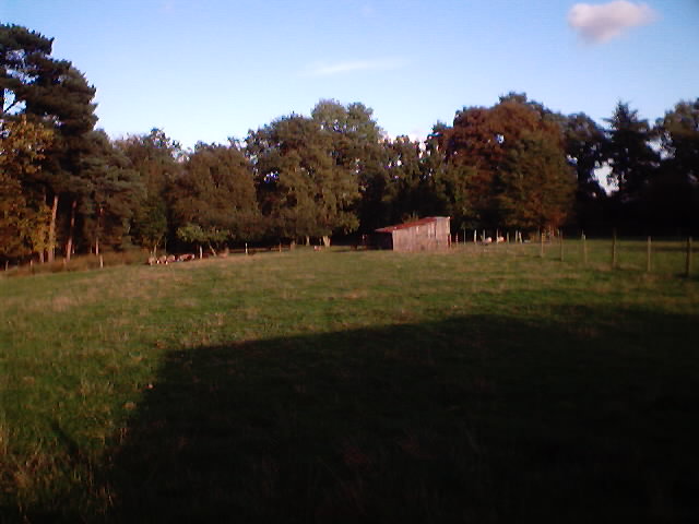 There is rare really woolly sheep in the background, took the pic to show Kyra especially and it didn't come out to clearly! WARGH