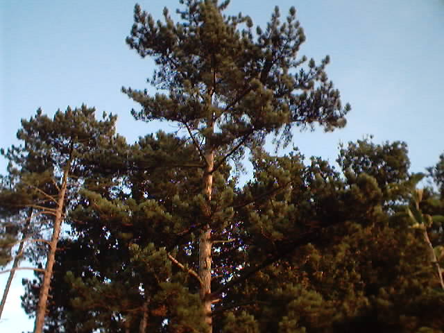 it has amazing really tall tree's, straight out of Yosemite!