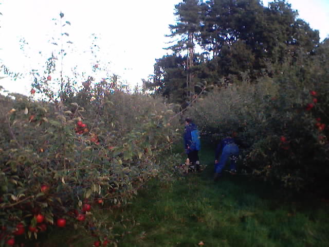 parents walking back and you can see the red apples of that species. It's nearly the end of the season now!