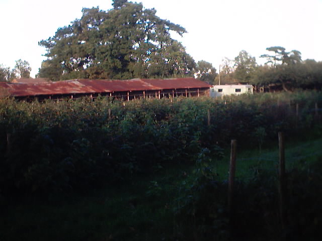 rows of fruit (not apples) and a wonderful rusty shed